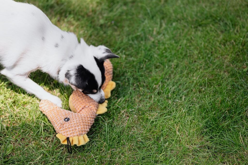Dog Toys
