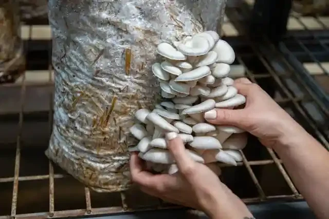 Grow Gourmet Mushrooms